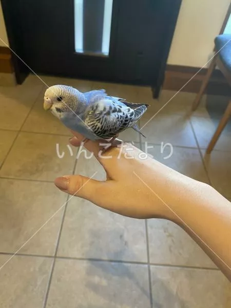 コメントの画像