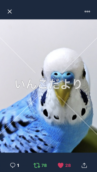 コメントの画像