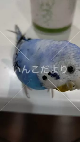 コメントの画像