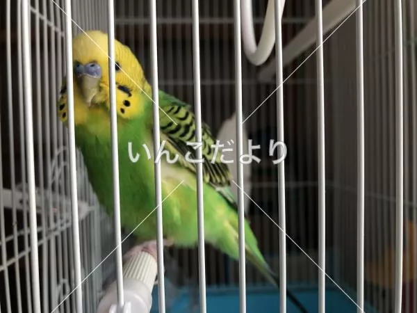 コメントの画像