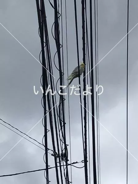 コメントの画像