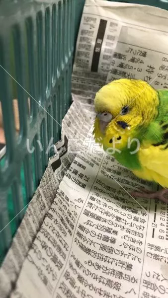 コメントの画像