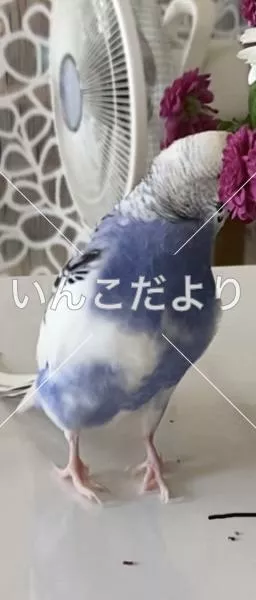 コメントの画像