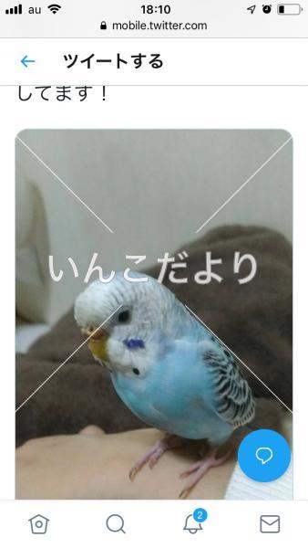 コメントの画像