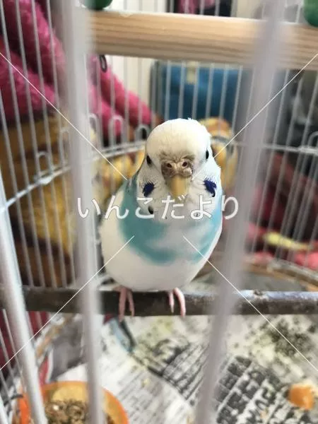 コメントの画像