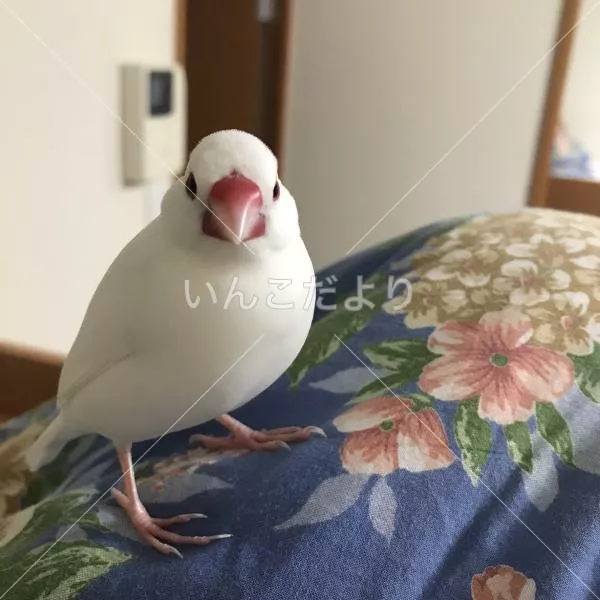 コメントの画像