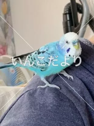 コメントの画像