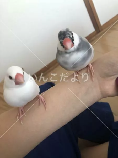 コメントの画像