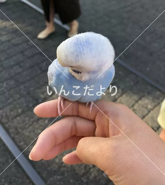 コメントの画像