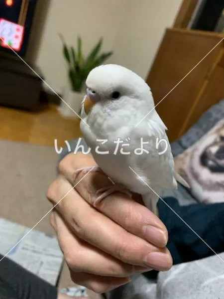 コメントの画像