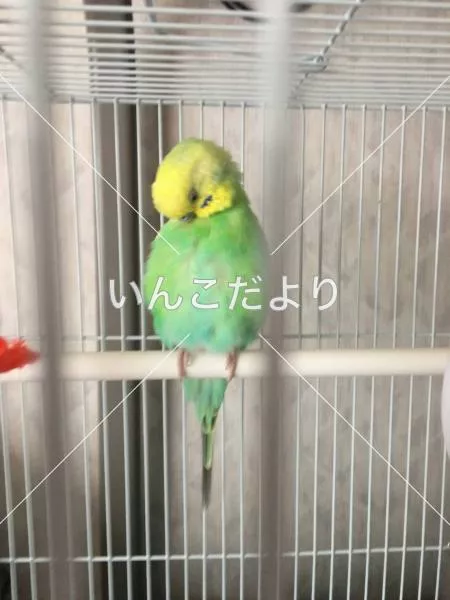 コメントの画像