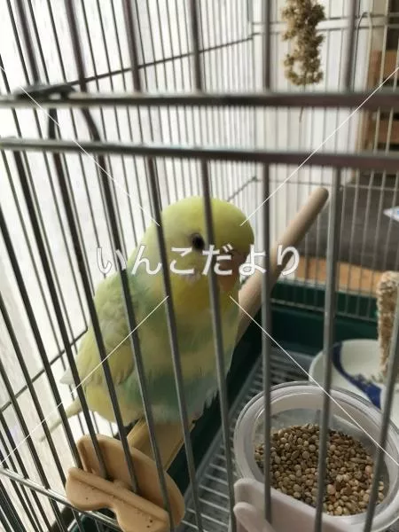 コメントの画像