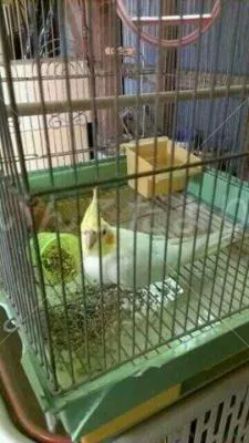 コメントの画像