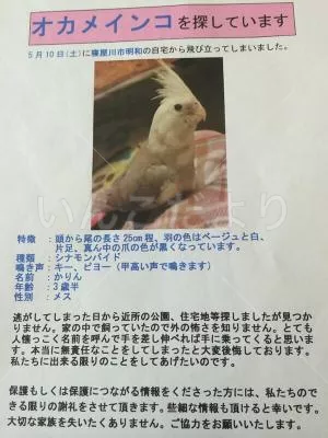 コメントの画像