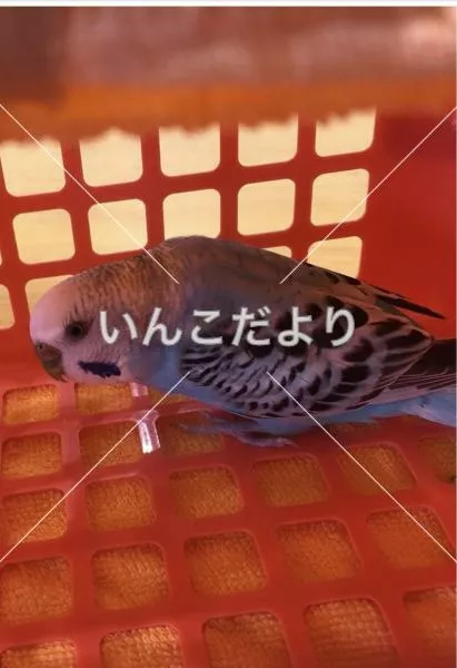 コメントの画像