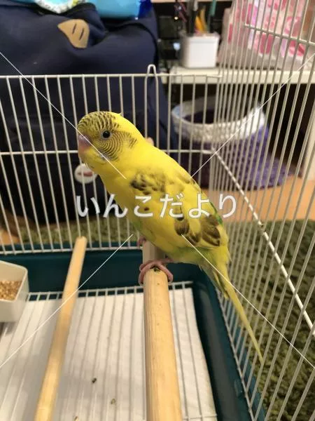 コメントの画像