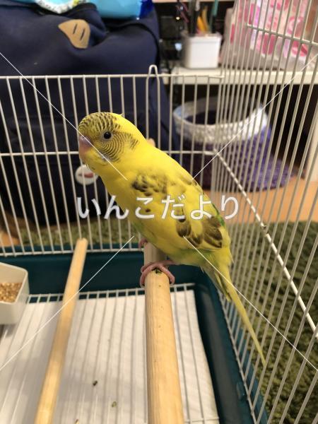 コメントの画像