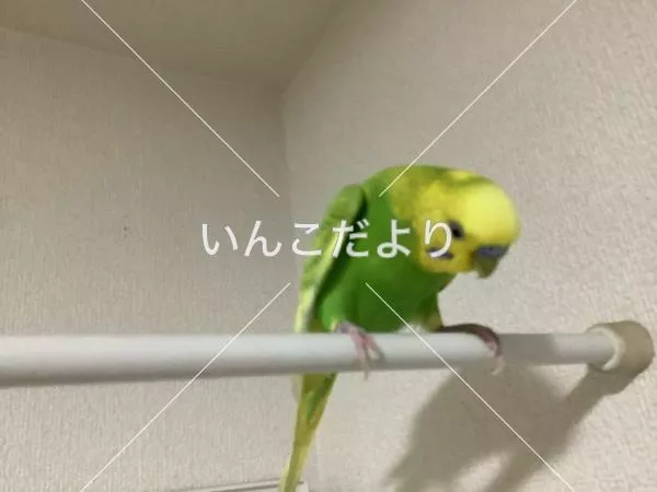 コメントの画像