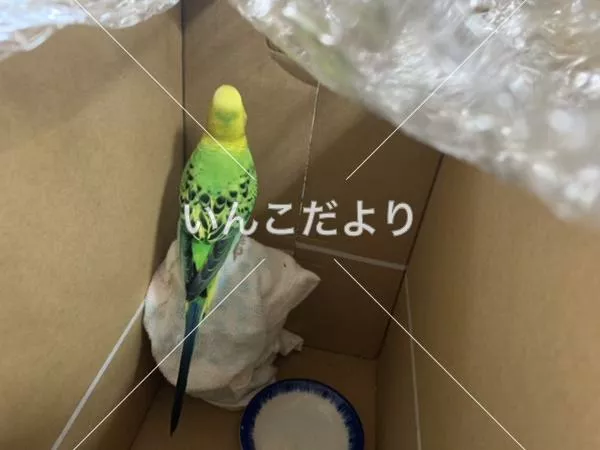 コメントの画像