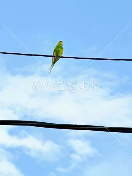 コメントの画像