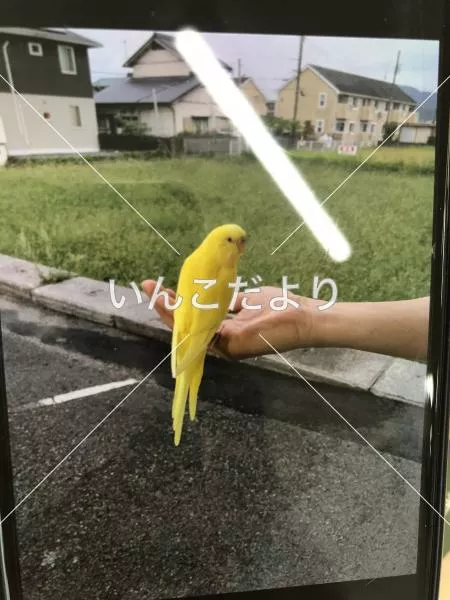 コメントの画像