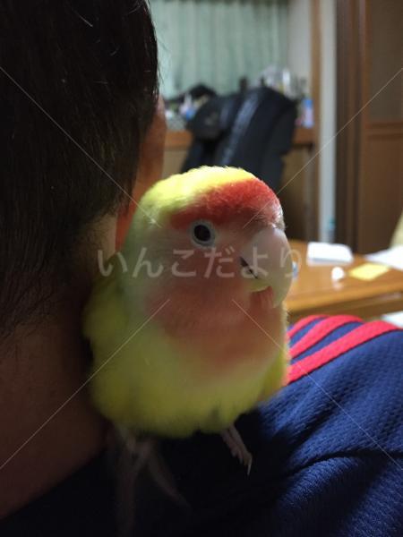 コメントの画像
