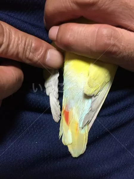 コメントの画像