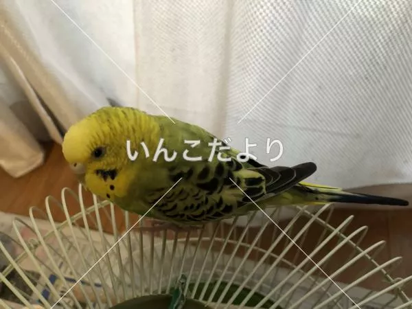 コメントの画像