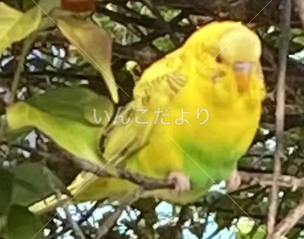 コメントの画像