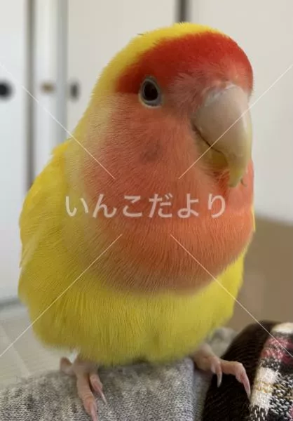 コメントの画像