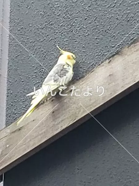 コメントの画像