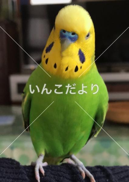 コメントの画像