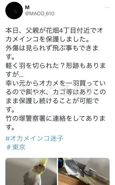 コメントの画像