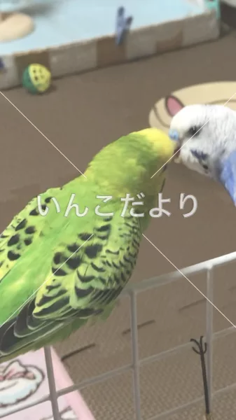 コメントの画像