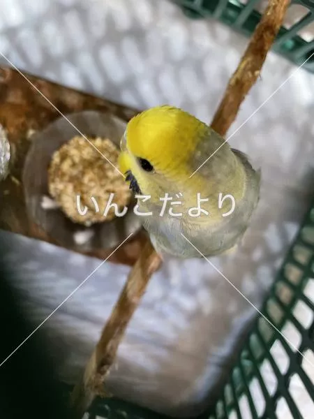 コメントの画像