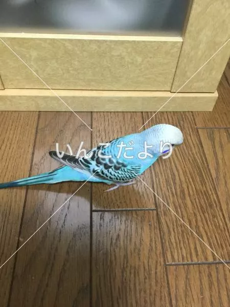 コメントの画像