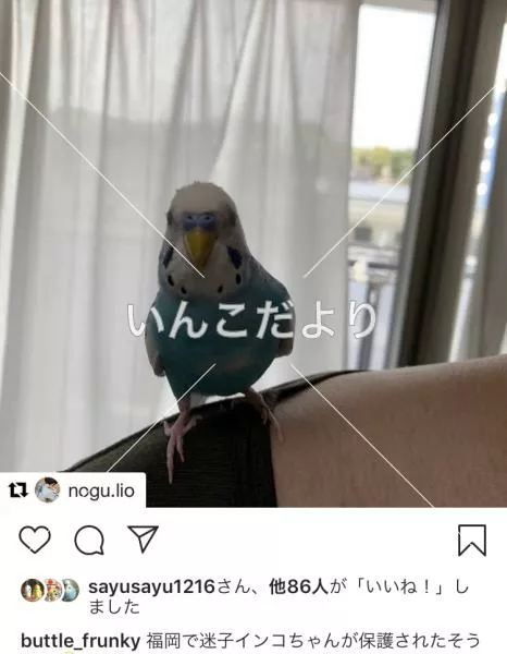 コメントの画像