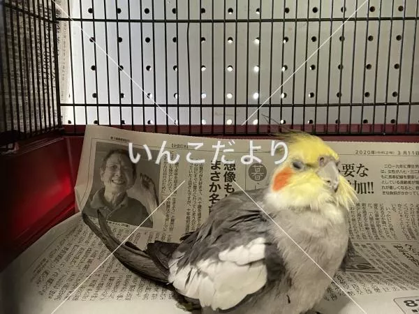 コメントの画像