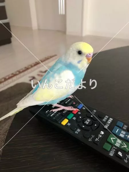 コメントの画像