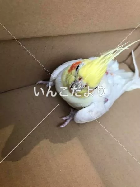 コメントの画像