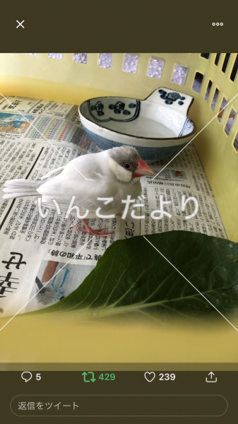 コメントの画像