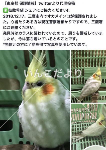 コメントの画像