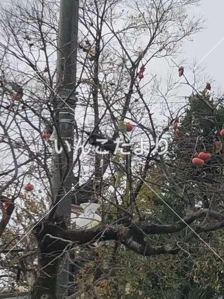 コメントの画像