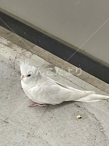 コメントの画像