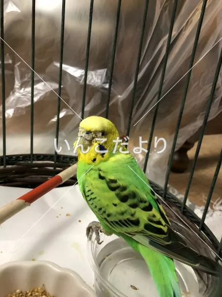 コメントの画像