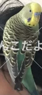 コメントの画像