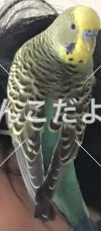 コメントの画像