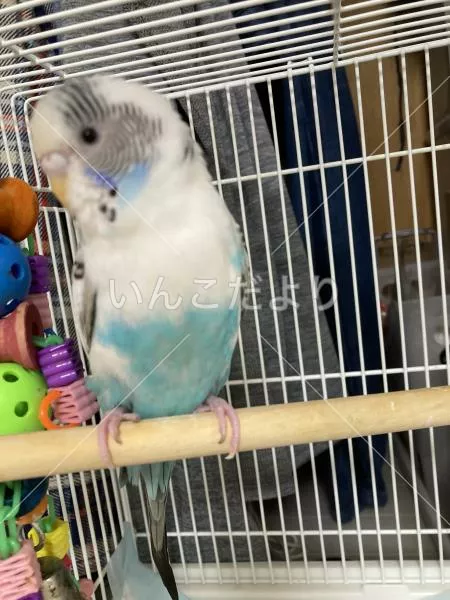 コメントの画像