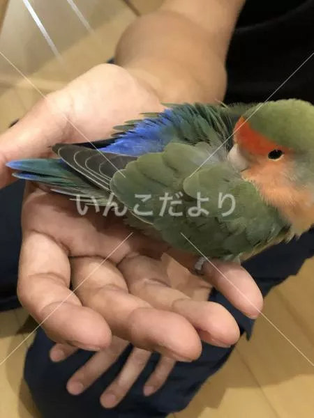 コメントの画像