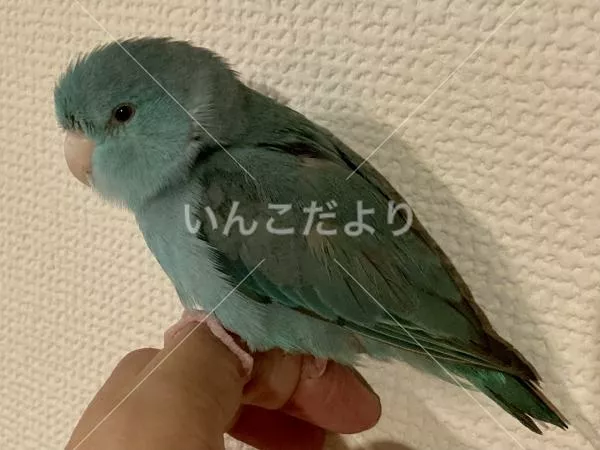 コメントの画像